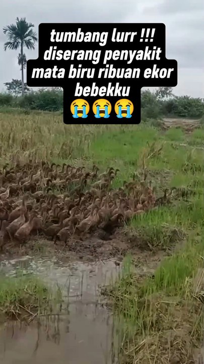 Ternak bebek sukses