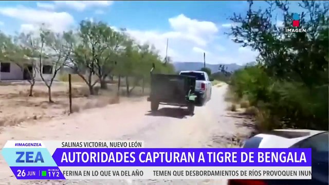 Capturan a un tigre en Salinas Victoria, Nuevo León