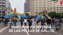 Marchan en CDMX en defensa de las peleas de gallos
