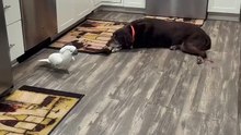 parrot teases the dog! 🦜🐶😂