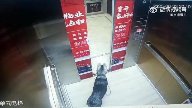 Ce chien voulait juste sniffer un truc dans l'ascenseur... oups