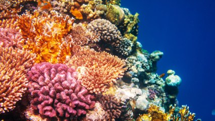 Creativa iniciativa de restauración de Corales en el Caribe colombiano