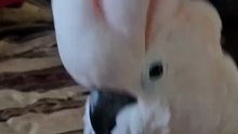 Parrot plays piano😂😂😂