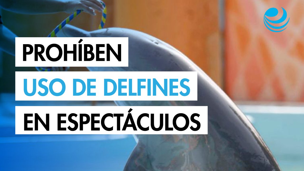 Diputados prohíben uso de delfines y mamíferos marinos en espectáculos; pasa al Ejecutivo
