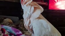 Parrot dance party😂