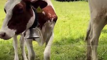 Euro Cows 🐮