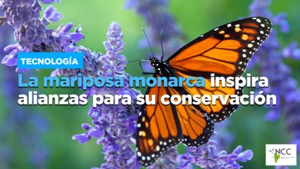 La mariposa monarca inspira alianzas para su conservación