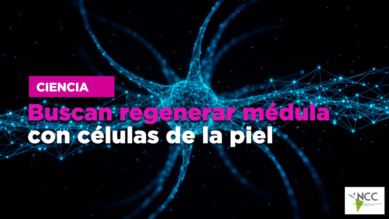 Buscan regenerar médula con células de la piel