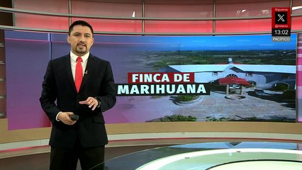Aseguran finca con plantación de mariguana en Aguascalientes; hay dos detenidos