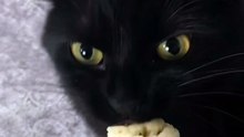 Cute black cat eating banana🐈‍⬛
