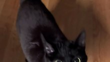Black cat🐈‍⬛🐈‍⬛🐈‍⬛🐈‍⬛🐈‍⬛🐈‍⬛🐈‍⬛🐈‍⬛