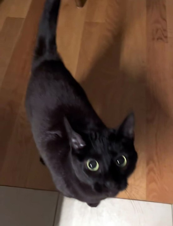 Black cat🐈‍⬛🐈‍⬛🐈‍⬛🐈‍⬛🐈‍⬛🐈‍⬛🐈‍⬛🐈‍⬛