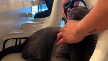 Cute cat🐈‍⬛