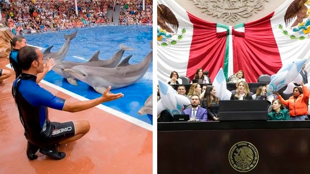 Ley General de Vida Silvestre: Diputados mexicanos ahora van por los espectáculos de delfines