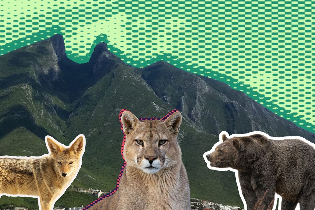 Animales nativos salvajes de Nuevo León 4 consejos del gobierno para tener vida silvestre en casa