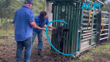 Wagyu scam: man charged after allegedly stealing $100k in cattle semen