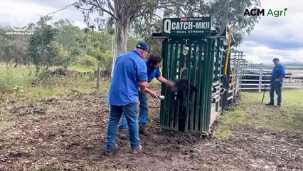 Police search properties after alleged cattle semen and embryo theft