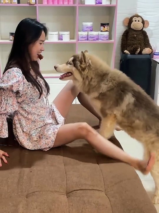 SUPER FUNNY TOTO , STOP Letting TOTO Steal My Food   #dogs #training #viral #shorts #trending