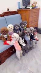 Zahid 75   Comedy  Memes# Viral Short#funny video