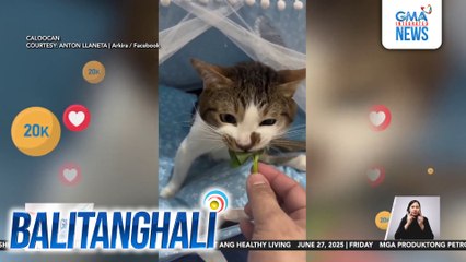 Pusang #GulayIsLife, kinaaaliwan online | Balitanghali