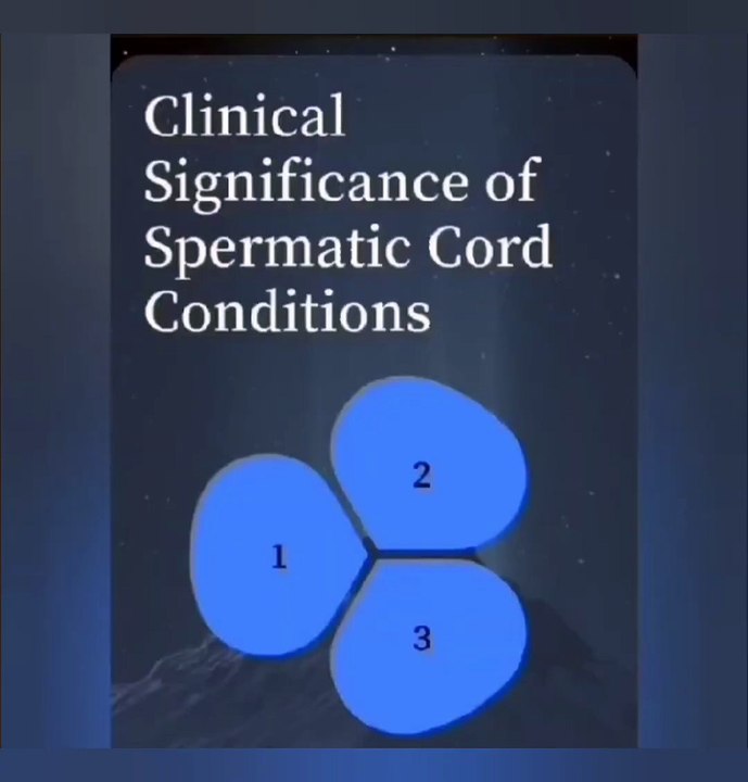 What is Spermatic Cord