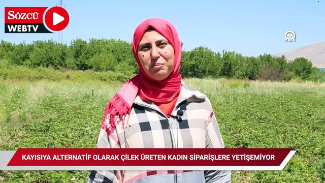 Kayısıya alternatif olarak çilek üreten kadın siparişlere yetişemiyor