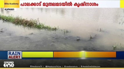പാലക്കാട്  തോട്പൊട്ടി വെള്ളം കയറിയതിനെ തുടർന്ന്  100 ഏക്കറിലധികം കൃഷി നശിച്ചു