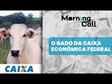 Servidor da Caixa suspeito de comprar cabeça de gado com dinheiro de fraude