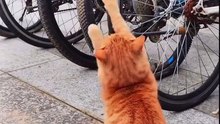 sleepy cat stretches on bike tire  😂😂😂