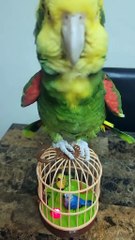 Parrot Says OMG 😂😂