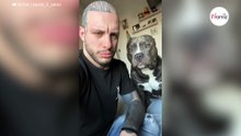 Un hombre se burla de su american bully: su reacción rompe el alma de Internet