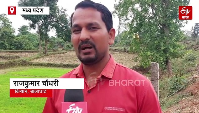 धान की रोपाई से पहले अपनाएं ये देसी ट्रिक, कम लागत में होगी बंपर पैदावार