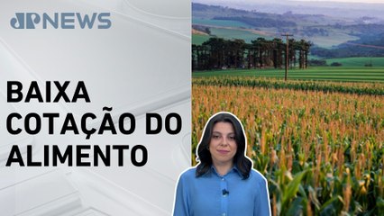 Segunda safra do milho cresce em Rondônia; Mariana Grilli analisa