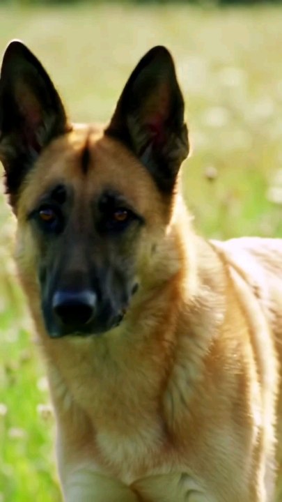 Dutch Shepherd