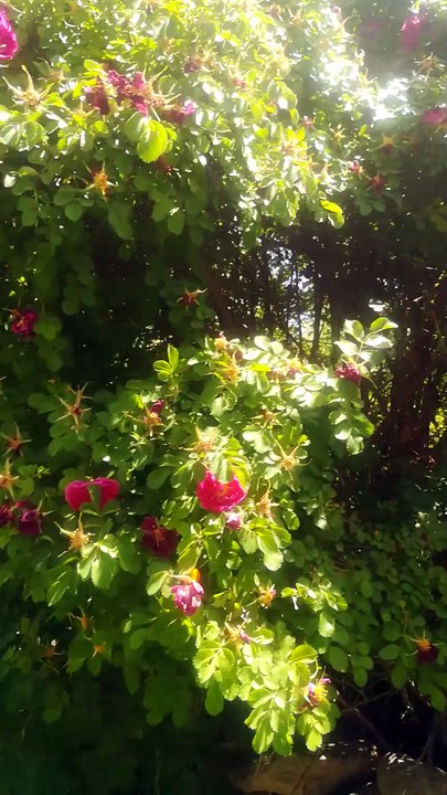 Flowers in Hunza