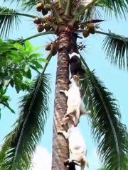 "Tree Climbing Goat: A Funny Sight"