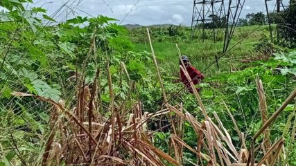 Desaparecido em canavial: o mistério do jovem Wagner José e a desesperada busca da família no Cabo de Santo Agostinho
