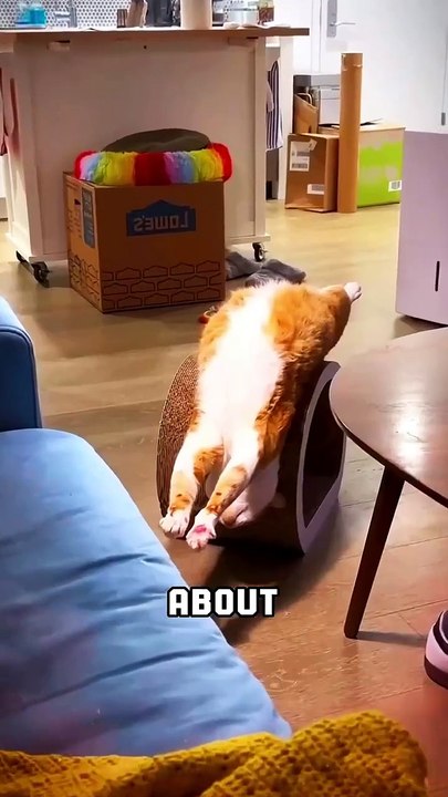 Kittens viral new funny clip 🤣😁#shorts #shortvideos #viralvideos #viralshorts #funnyvideos #funny #comedy #kids #cats #kittens #animals #baby #love #care