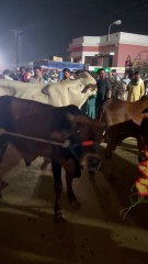 Pets Life #petslife #Viral #Funny #beauty