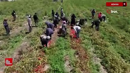 Adana'da domatesin tarlada kilogram fiyatı 3 liraya kadar düştü