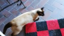 Yoga for cats