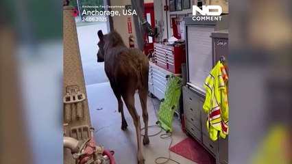 Alce inspeciona bombeiros do Alasca