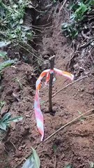 Cemitério clandestino é descoberto na zona sul de SP