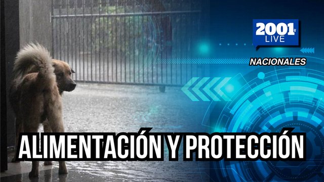 Realizan despliegue para la atención de animales afectados por las lluvias en Mérida