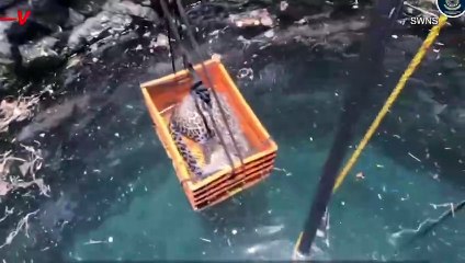 This Amazing Rescue of a Leopard in a Well Is Captivated Viewers!