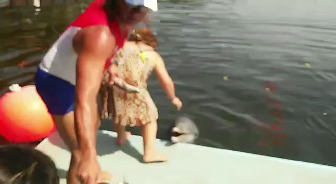 funny dolphin