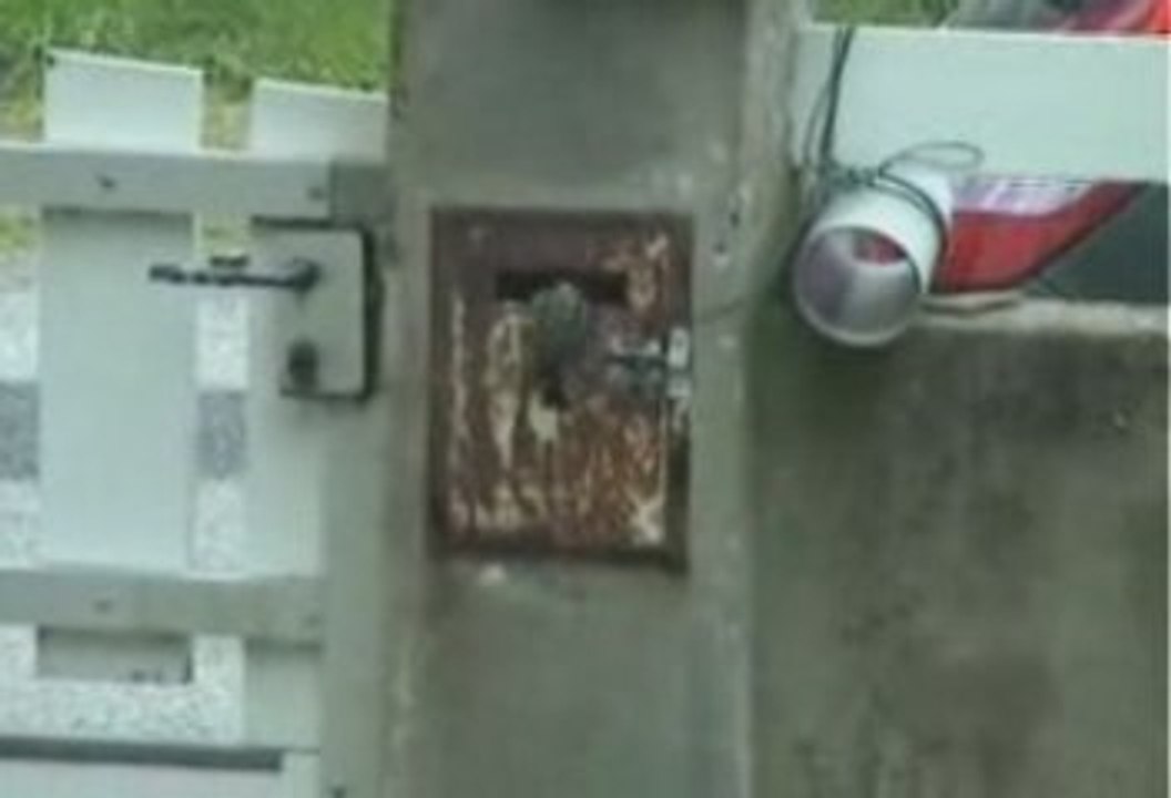 une mésange charbonnière