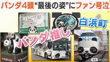 🐼 パンダ 浜家4頭ラスト観覧‼️, パンダ4頭“最後の姿”にファン号泣 Shirahama’s Pandas will return in China