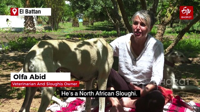 Dying Breed: Tunisian Dog Lovers Push To Save Age-Old Desert Hound