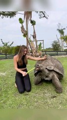 A girl unwavering love for her grandfather tortoise ❤️